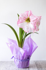 A large pink purple flower on a white background. Hippeastrum variety Blossom Grandise. Amaryllidaceae. Dutch flowers. Hippeastrum or Amaryllis flowers. Flowers of Holland	