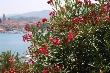 Vibrant pink oleander flowers in the garden. Picturesque Mediterranean town and sea in the background. Selective focus.