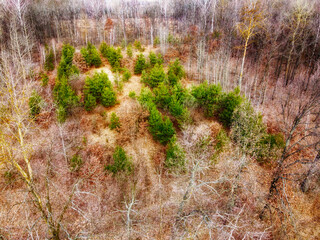 Young pine trees surrounded by leafless trees in the forest, aerial view. Spring forest.