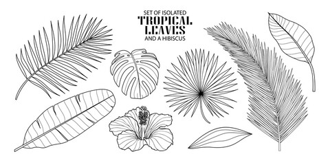 Fototapeta na wymiar Set of isolated tropical leaves in 8 styles and a hibiscus. Illustration of botanical in black outline and white plane on transparent background.