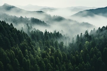 An aerial view of a misty forest with tall trees in the backdrop. Generative AI