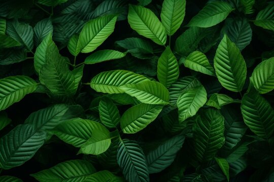 Green leafy background showcasing kratom tree and dark medicinal plant leaves. Generative AI