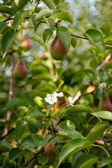 Untimely flowering of fruit trees, a strange phenomenon in horticulture. Pears grow on a tree and at the same time the tree blossoms. Consequences of sudden temperature changes during the summer