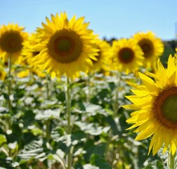 Sunflower field with one sunflower detailed