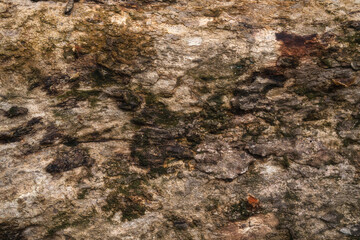 Natural tree bark texture pattern.