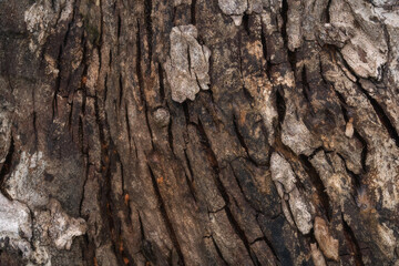 Natural tree bark texture pattern.