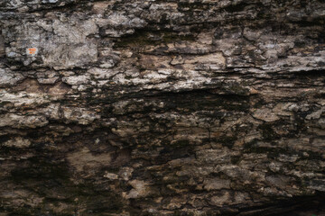 Natural tree bark texture pattern.