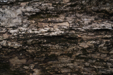 Natural tree bark texture pattern.