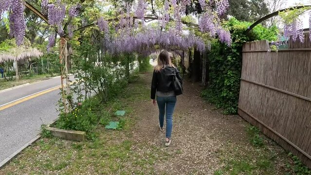 Girl walks under the lilac wisteria. The young girl with a slender body passes under the wisteria. Intense scent with beautiful colors. The video was shot behind the person.
