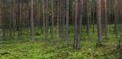 natural landscape, pine boreal forest with moss undergrowth, coniferous taiga