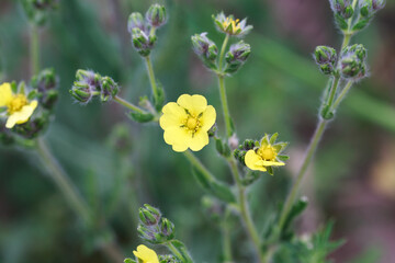 Silvery cinquefoil, Potentilla argentea. Yellow flowers. Perennial herbaceous plant species of the genus Potentilla of the Rosaceae family. Used in medicine. - obrazy, fototapety, plakaty