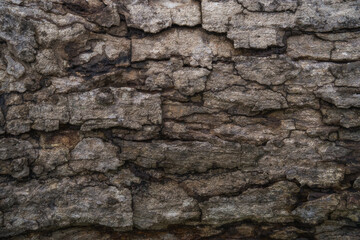 Natural tree bark texture pattern.
