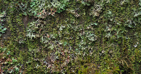 background, texture - surface completely covered with lichens and moss