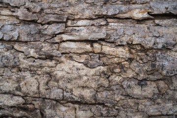 Natural tree bark texture pattern.