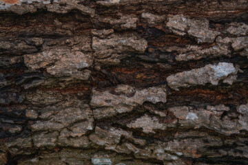 Natural tree bark texture pattern.