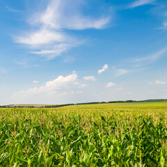 Green field of corn and blue sky.