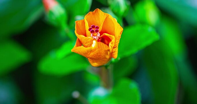 Hibiscus flower blooms. The bud opens and blooms into a large orange yellow flower. Time lapse of a blooming hibiscus flower. Detailed macro time lapse of a blooming summer flower. Hibiscus bloom