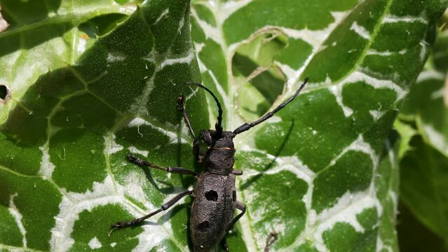 Rosalia Alpina or Alpine longhorn beetle on a leaf l