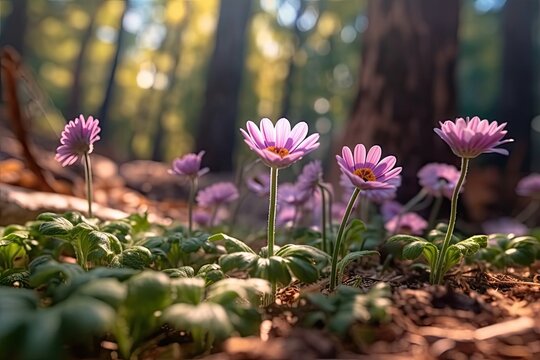 Beautiful pink anemone flowers in the forest. Early spring
