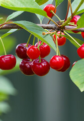 Branch of ripe, sweet cherries on a tree in garden. Blurred background.