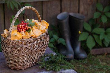 Noble, edible chanterelle mushrooms. A beautiful wicker basket with mushrooms and rubber boots at...