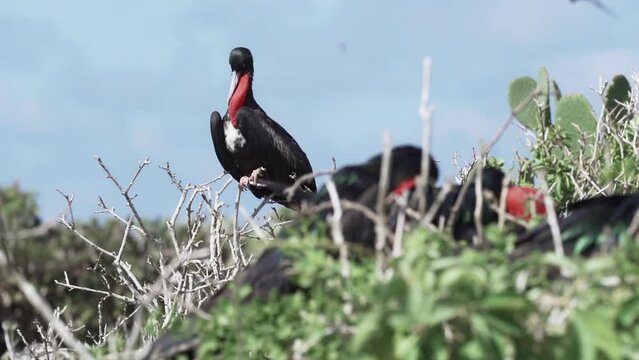 slow motion of male Magnificent frigatebird, Fregata magnificens, a big black seabird with a characteristic red gular sac, nesting with inflated sack, galapagos islands, Ecuador, South America.