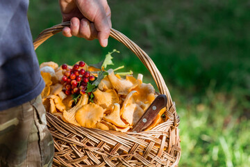 Noble, edible chanterelle mushrooms. A mushroom picker man collects chanterelles in a birch forest....