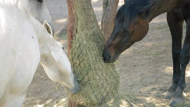 Horse ranch. Thoroughbred horses eat dry hay, rural farmland scenery. Beautiful racehorses on a farm. Horse Eating Fodder Hay from Net Feeder Hanging on Stable Paddock