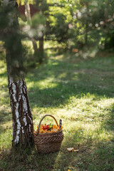 Noble, edible chanterelle mushrooms. Yellow chanterelles in a beautiful wicker basket in a birch...