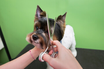 Grooming Yorkshire Terrier professional hairdresser.