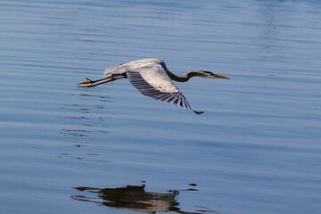 Great Blue Heron (Ardea herodias) gliding in flight over inlet at Morro Bay, California. Wings spread; its reflection on the water below. 
