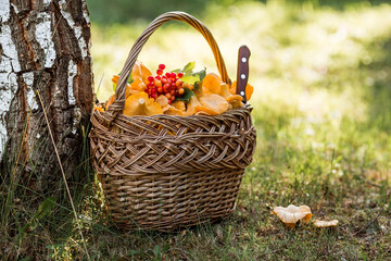Noble, edible chanterelle mushrooms. Yellow chanterelles in a beautiful wicker basket in a birch...