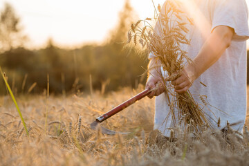 Fototapeta na wymiar A man holds golden ears of wheat and a sickle against the background of a ripening field. Farmer's hands in close-up. The concept of planting and harvesting a rich harvest. Rural landscape at sunset.
