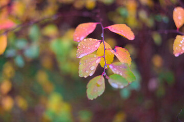 colorful autumn leaves. autumn leaves with rain drops. large drops on yellow leaves. autumn nature.