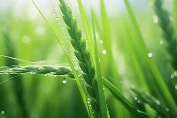 Foto op Plexiglas Gras Green spikelets of a wheat field, after the rain, macro shooting