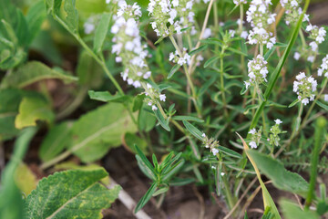 Thyme or Thymus vulgaris is a perennial herb with tiny fragrant leaves. Thyme flowers in the wild. natural background