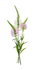 Bouquet of flowers of Physostegia virginiana. Element for creating collage or design, cards, invitations. All elements are isolated on transparent background.
