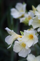 oleander or arali flowers of white yellow color are blooming. Close up shot.