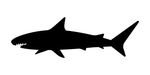 Vector shark illustration. Black shark with teeth silhouette. 