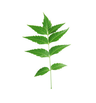 Neem leaf (Azadirachta indica) isolated on transparent background.