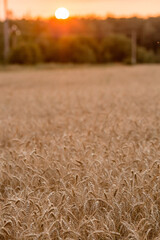 Fototapeta premium Golden ears of wheat on the background of a ripening field. Agricultural plant close-up. The concept of planting and harvesting a rich harvest. Rural landscape at sunset.