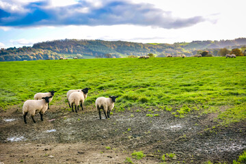 Sheep in the field near Welshpool, Wales, United Kingdom.