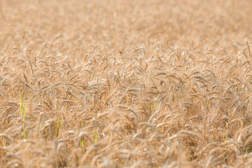 Golden ears of wheat on the background of a ripening field. Agricultural plant close-up. The concept of planting and harvesting a rich harvest. Rural landscape at sunset.