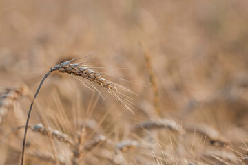 Golden ears of wheat on the background of a ripening field. Agricultural plant close-up. The concept of planting and harvesting a rich harvest. Rural landscape at sunset.