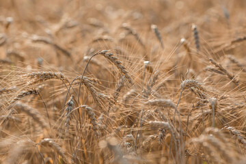 Golden ears of wheat on the background of a ripening field. Agricultural plant close-up. The concept of planting and harvesting a rich harvest. Rural landscape at sunset.