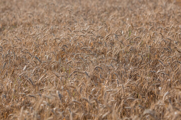 Golden ears of wheat on the background of a ripening field. Agricultural plant close-up. The concept of planting and harvesting a rich harvest. Rural landscape at sunset.
