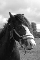 Grace in Profile: The Timeless Beauty of a Horse's Profile View 