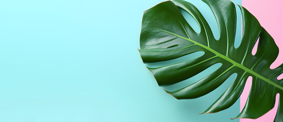 Fototapeta na wymiar Green tropical palm leaf isolated on pink background