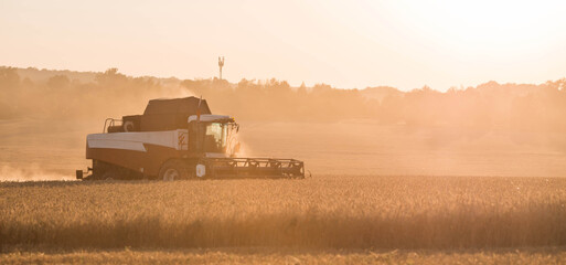 Agricultural machinery. Agricultural industry. The combine harvester removes  ears of ripe wheat...