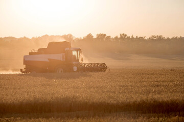 Agricultural machinery. Agricultural industry. The combine harvester removes  ears of ripe wheat...